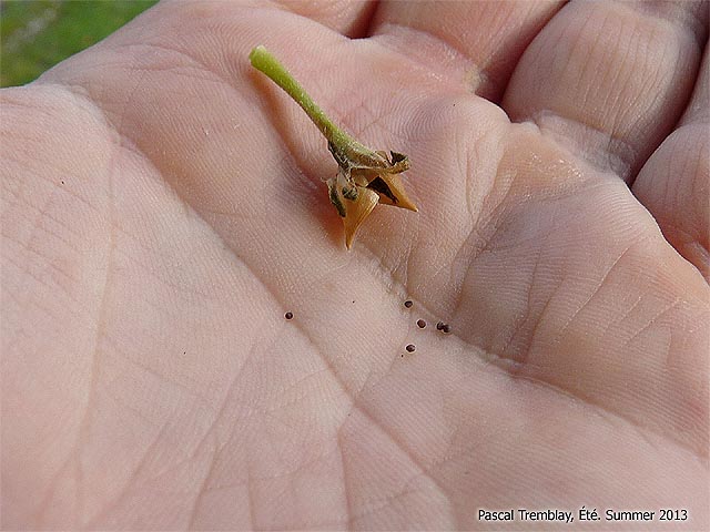 Rcuprer les graines de fleurs annuelles - Comment ramasser les semences au jardin - Semences de ptunias